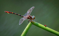 Dragon Fly & The Lady Bug