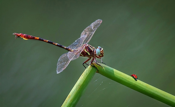 Dragon Fly & The Lady Bug