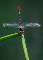 WBP_7869