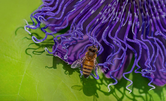 WBP_7853crop