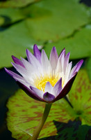 SNY00495