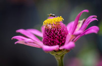Flower and Bee add