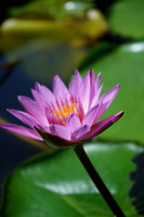SNY00497