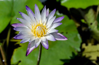 SNY00501