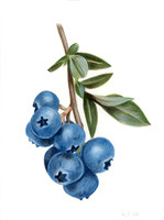 Blueberries - CP & WCP - 26