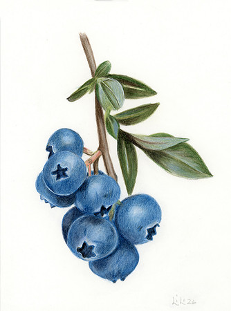 Blueberries - CP & WCP - 26