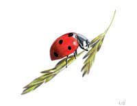 Lady Bug 1 - CP - 25
