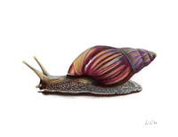 Snail - CP - 26
