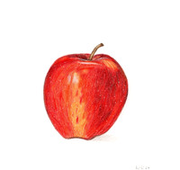 Red Apple- CP 26