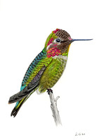 Hummingbird - Final CP