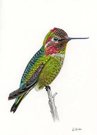 Hummingbird - Final CP