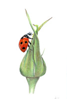 Lady Bug Edit - WCP
