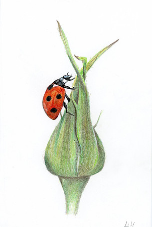 Lady Bug Edit - WCP