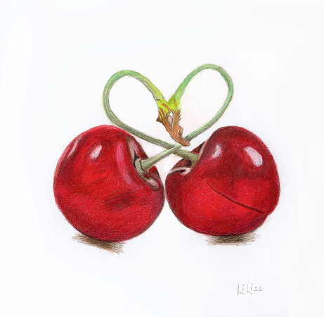 Cherries - CP 26