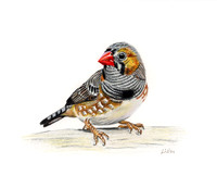 Finch CP 26