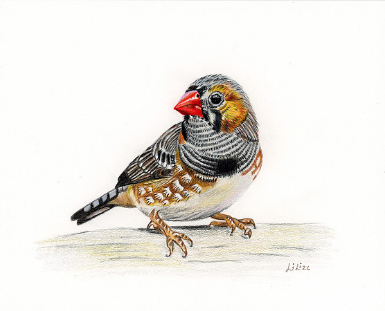 Finch CP 26