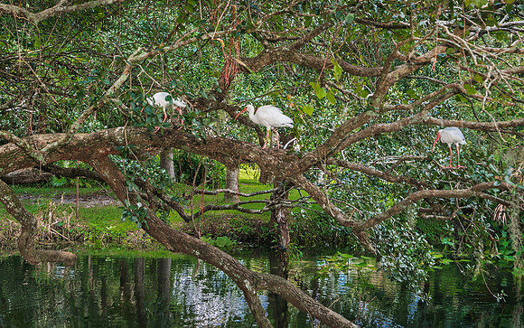 Birds